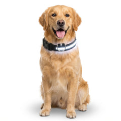 GlowGuard-LED Dog Safety Collar — Rechargeable Night Visibility Collar in 7 Vibrant Colors