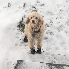 PawShield-Waterproof Anti-Slip Pet Boots — All-Weather Protective Shoes with Secure Drawstring Fit