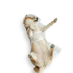ClearShield-Transparent Dog Raincoat — Lightweight Waterproof Hood & Cape for Dogs of All Sizes
